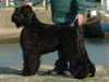 russian-black-terrier breeders