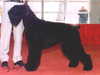 russian-black-terrier stud-dogs
