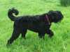 russian-black-terrier puppies