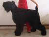 russian-black-terrier results