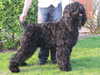 russian-black-terrier clubs