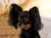 russian-toy breeders