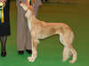 saluki