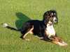 saluki stud-dogs