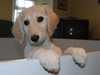 saluki puppies