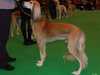 saluki results