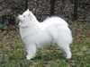 samoyed
