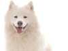 samoyed breeders