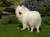 samoyed owners