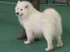 samoyed stud-dogs