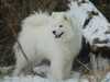 samoyed puppies
