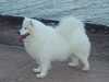 samoyed results