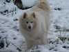 samoyed clubs