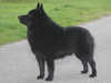 schipperke