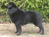 schipperke breeders