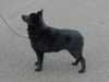 schipperke puppies