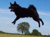 schipperke results