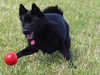 schipperke clubs