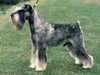 schnauzer