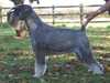 schnauzer breeders