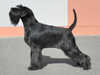 schnauzer stud-dogs