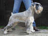 schnauzer clubs