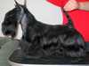 scottish-terrier breeders