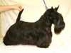 scottish-terrier owners
