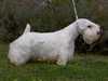 sealyham terrier