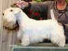 sealyham-terrier breeders