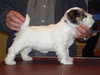 sealyham-terrier owners