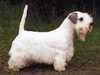 sealyham-terrier stud-dogs