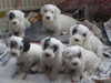 sealyham-terrier puppies
