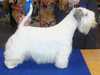 sealyham-terrier results