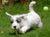 sealyham-terrier clubs