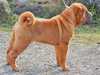 shar pei