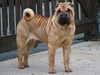 shar-pei stud-dogs