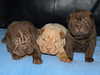 shar-pei puppies