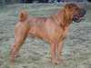 shar-pei results