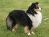 Shetland Sheepdog