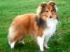 shetland-sheepdog breeders