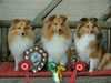shetland-sheepdog owners
