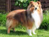 shetland-sheepdog stud-dogs