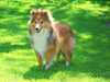 shetland-sheepdog puppies