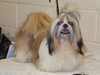 shih-tzu breeders