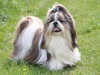 shih-tzu clubs