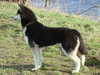 siberian husky