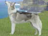 siberian-husky breeders