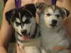 siberian-husky puppies