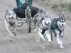 siberian-husky clubs